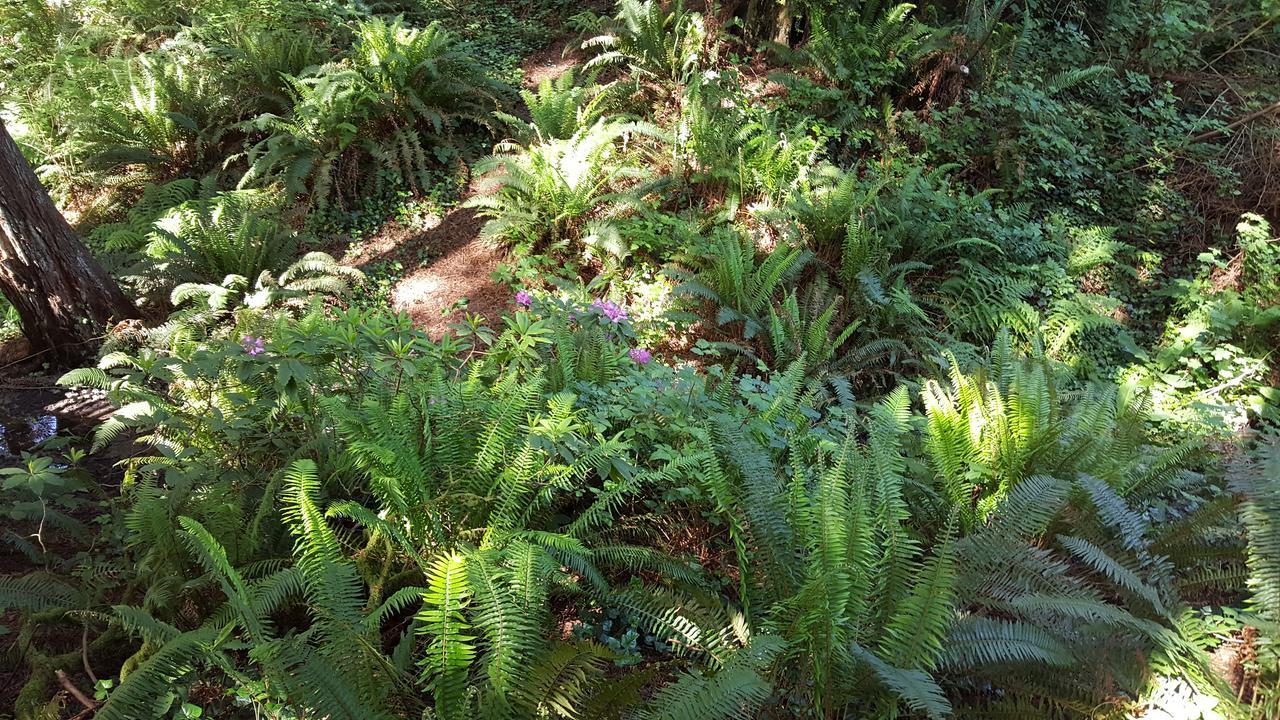 Emerald Forest Cabins Trinidad Quarto foto